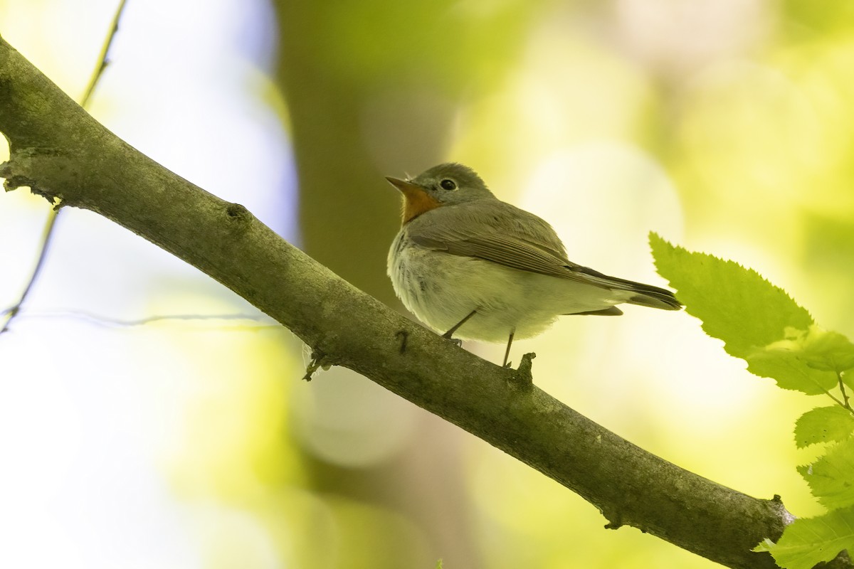 Red-breasted Flycatcher - Delfin Gonzalez