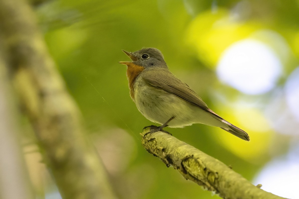 Red-breasted Flycatcher - Delfin Gonzalez