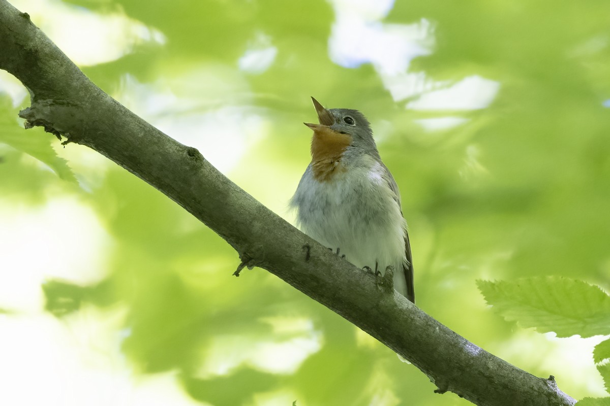 Red-breasted Flycatcher - Delfin Gonzalez