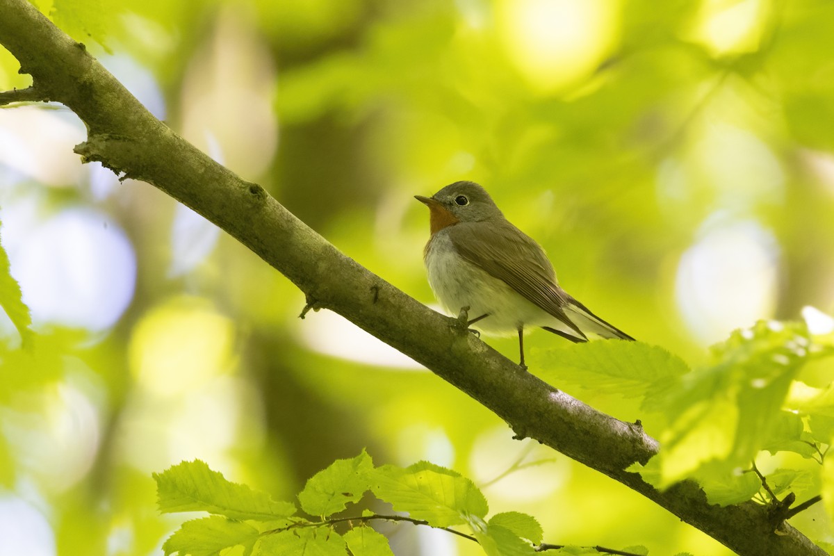 Red-breasted Flycatcher - Delfin Gonzalez