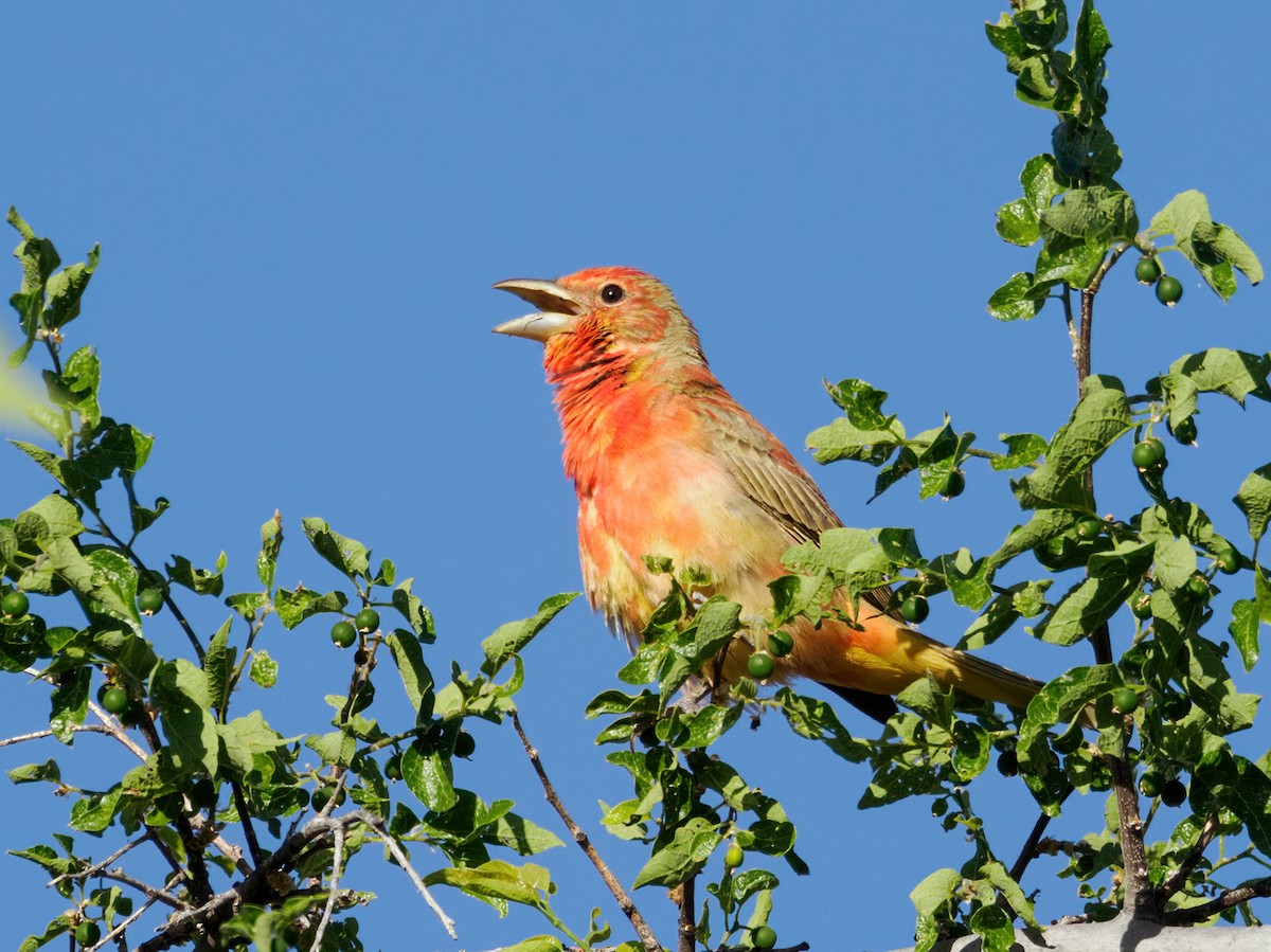 Summer Tanager - Nick Athanas