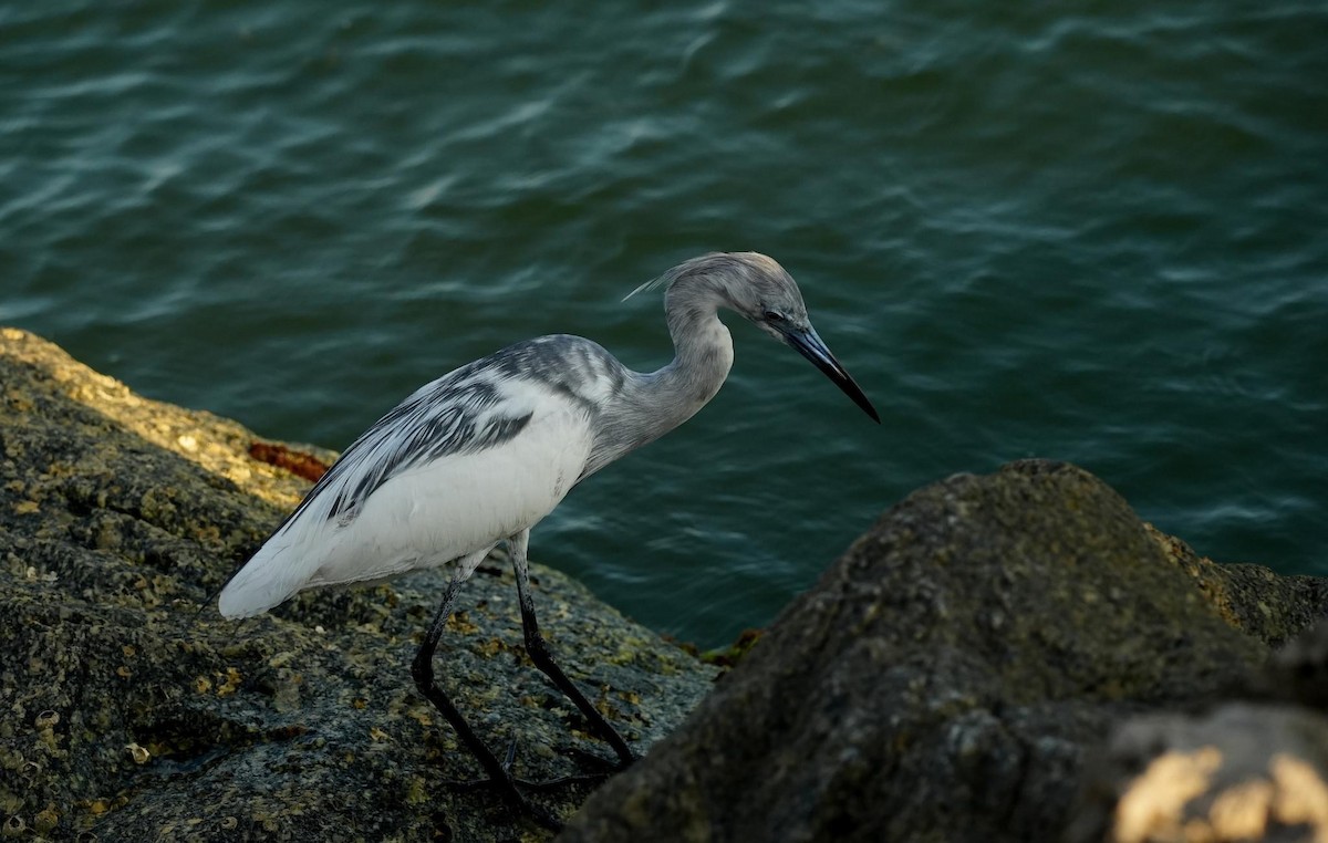 Little Blue Heron - Katharine Abbott