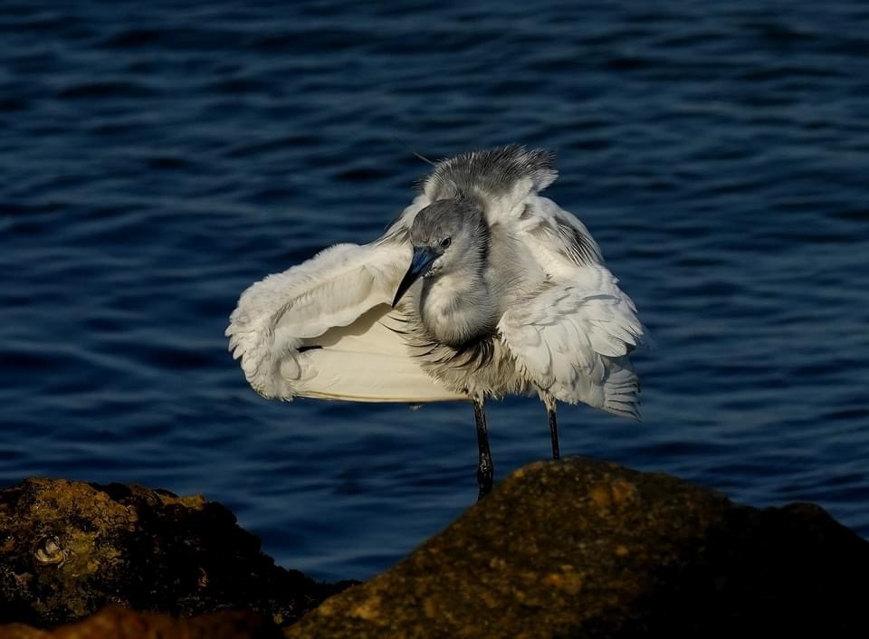 Little Blue Heron - Katharine Abbott