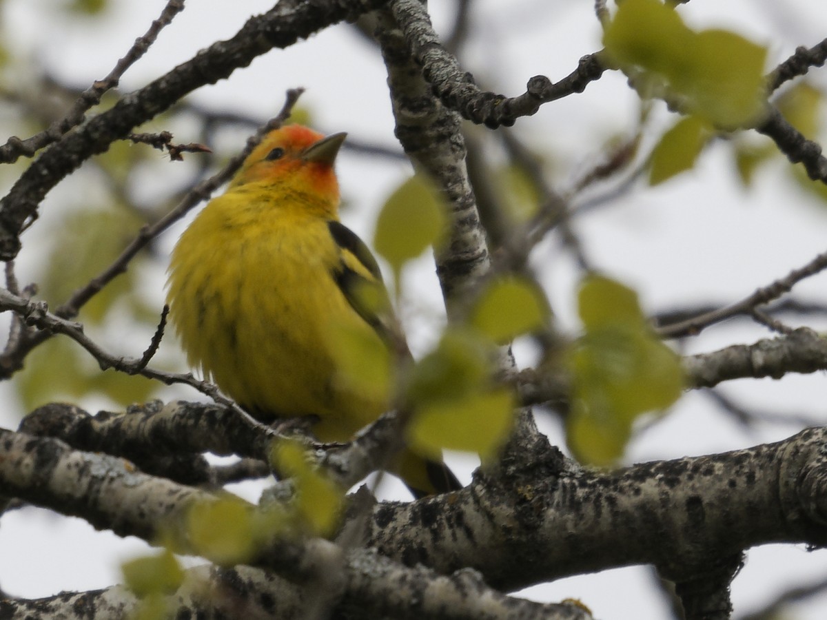 Western Tanager - Edith Holden