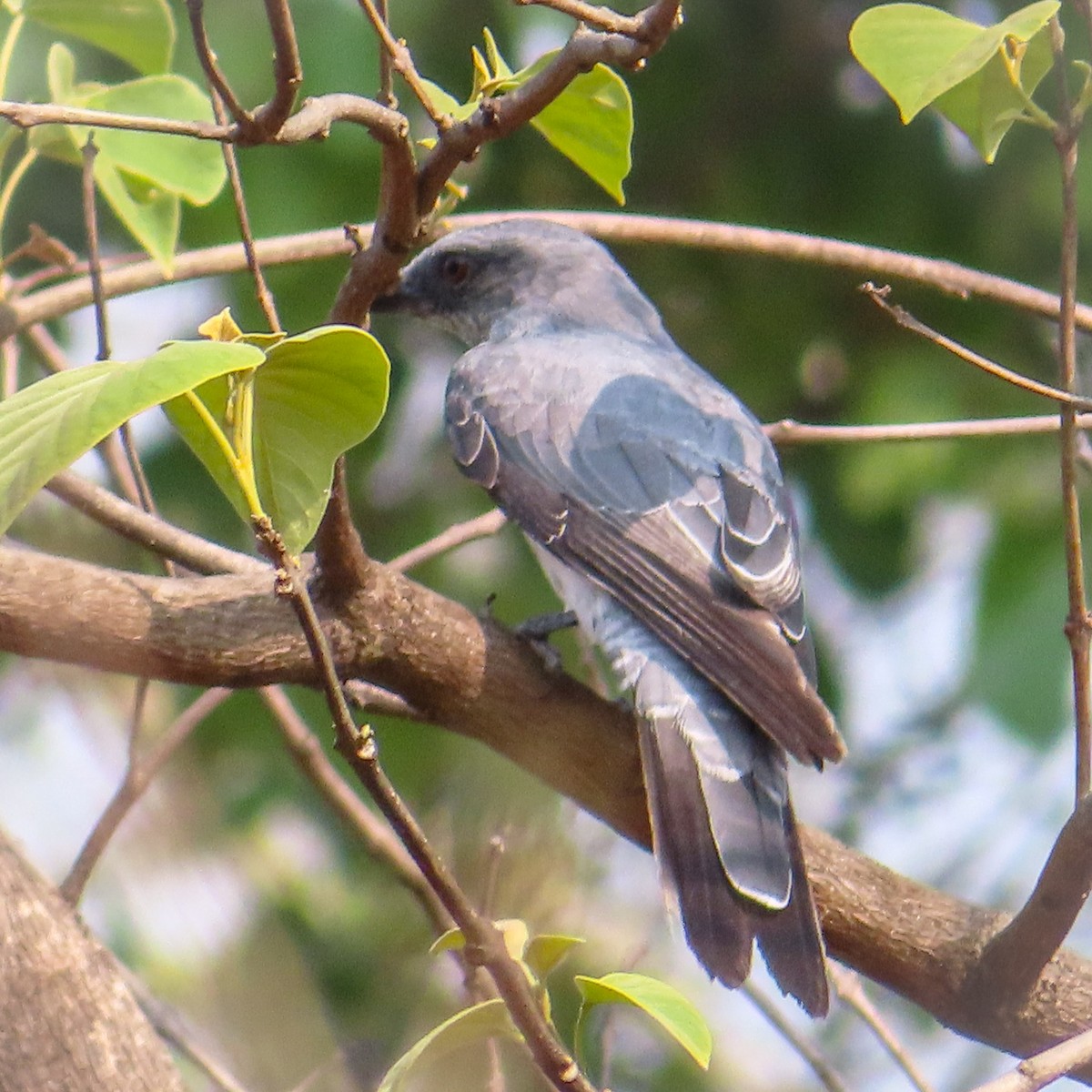 Large Cuckooshrike - Sujay Biswas