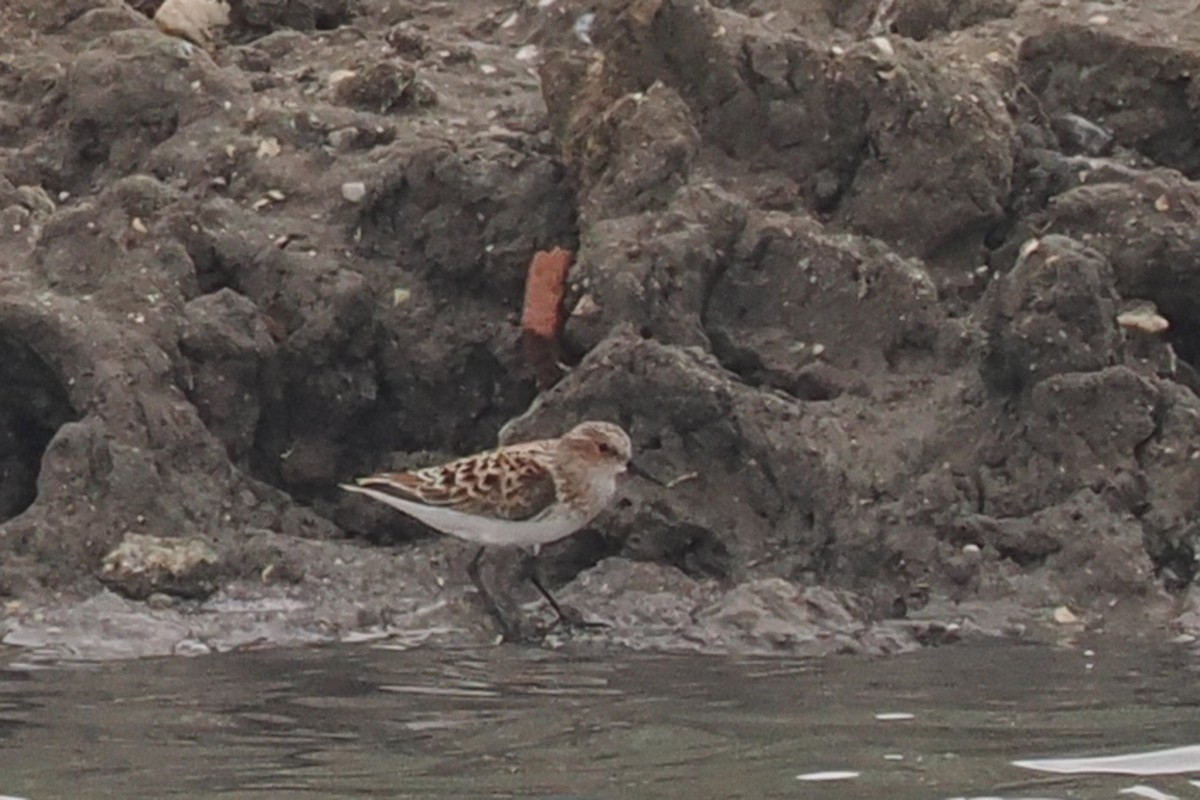 Little Stint - ML619486764