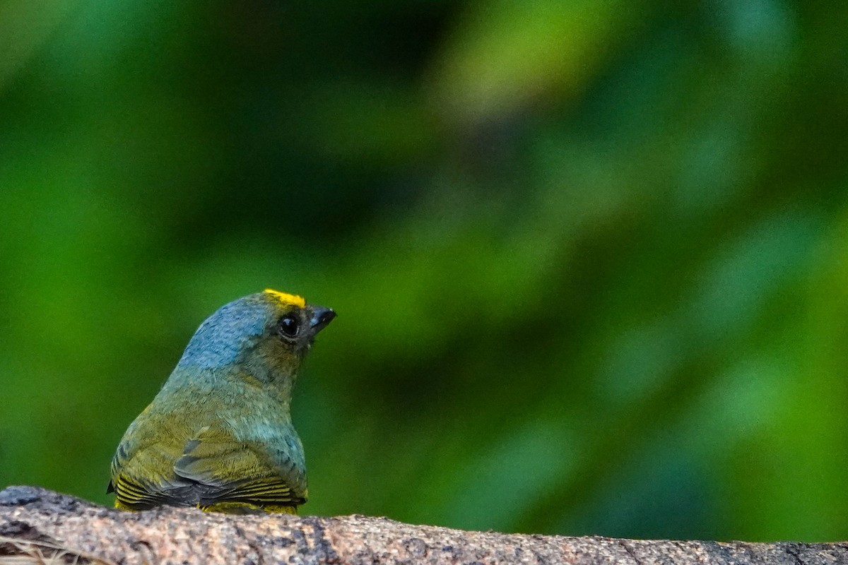 Bronze-green Euphonia - Celesta von Chamier