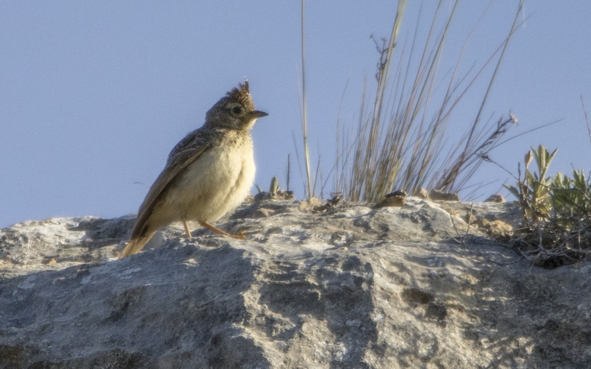 Eurasian Skylark - ML619486767