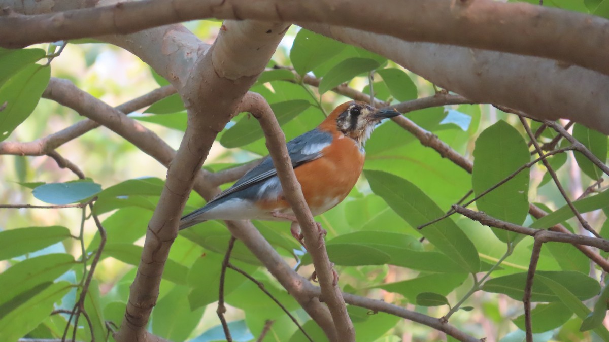 Orange-headed Thrush - Sujay Biswas