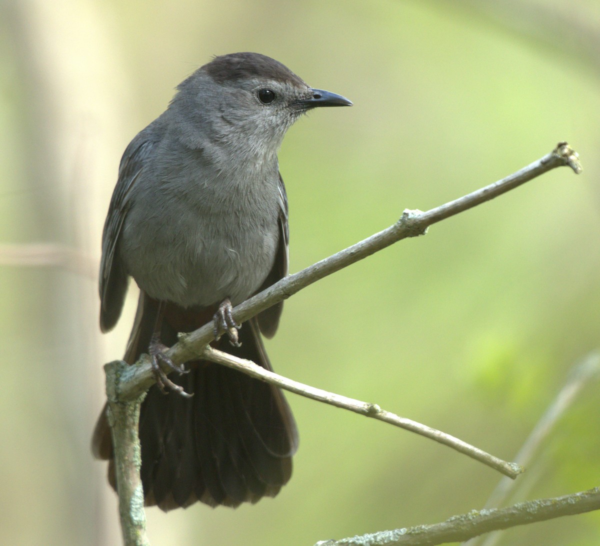 Gray Catbird - Magnus Grylle