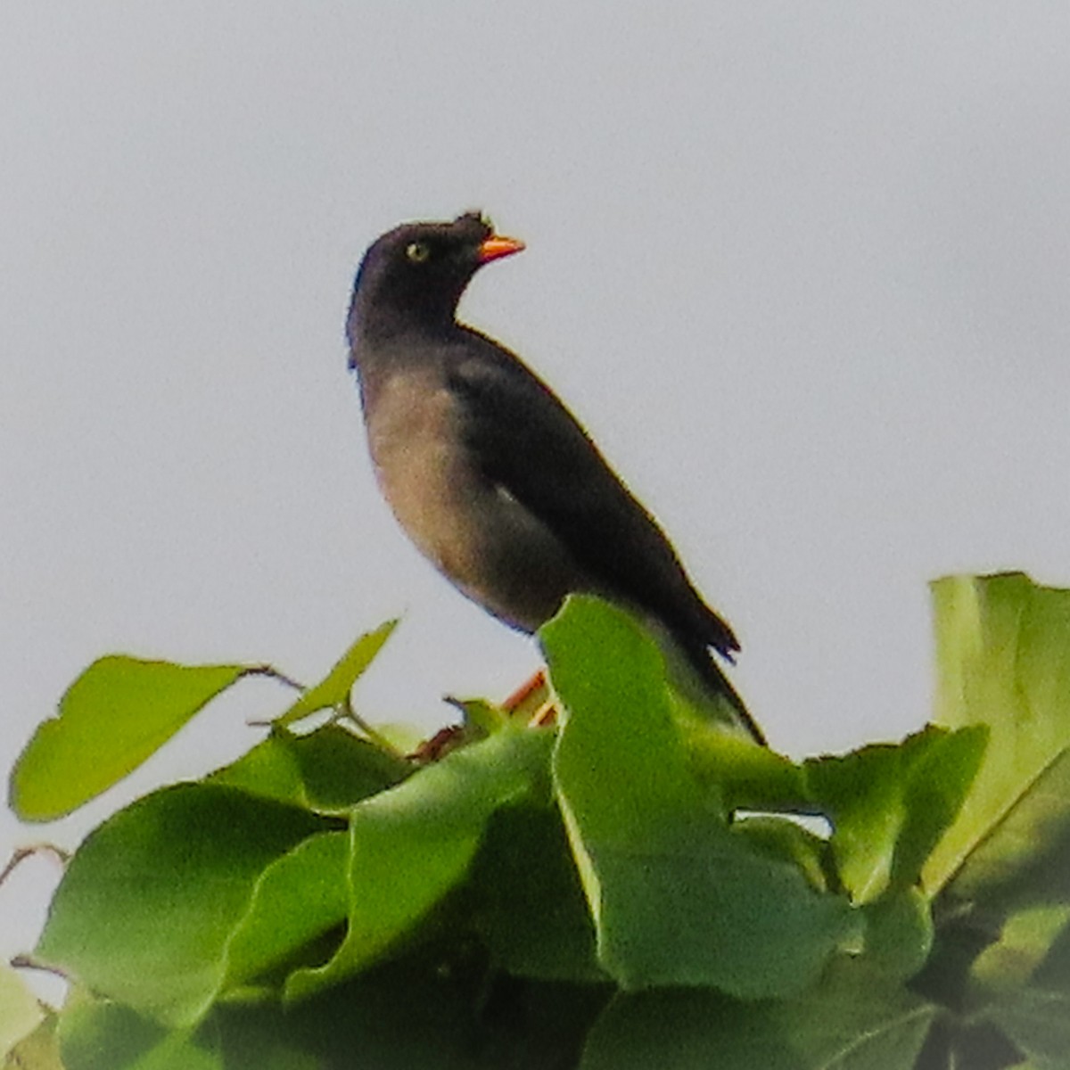 Jungle Myna - Sujay Biswas