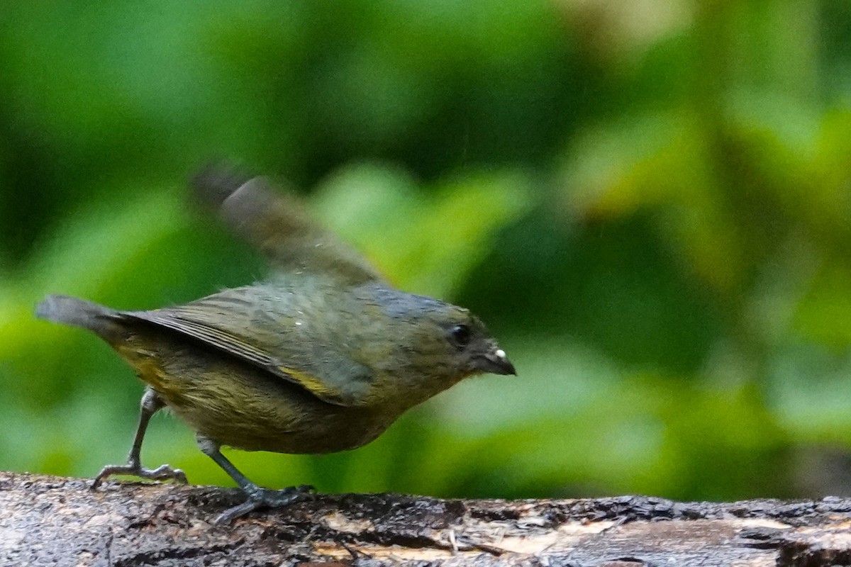 Bronze-green Euphonia - Celesta von Chamier