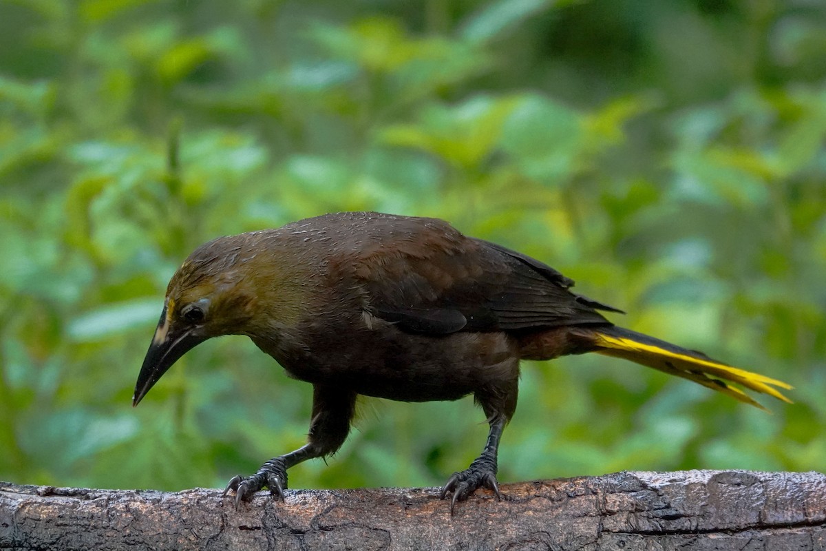 Russet-backed Oropendola - Celesta von Chamier