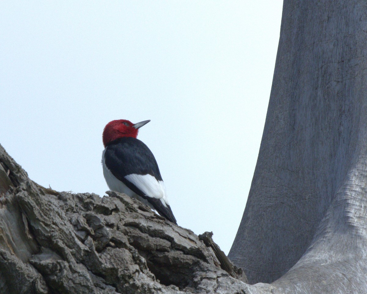 Red-headed Woodpecker - Magnus Grylle