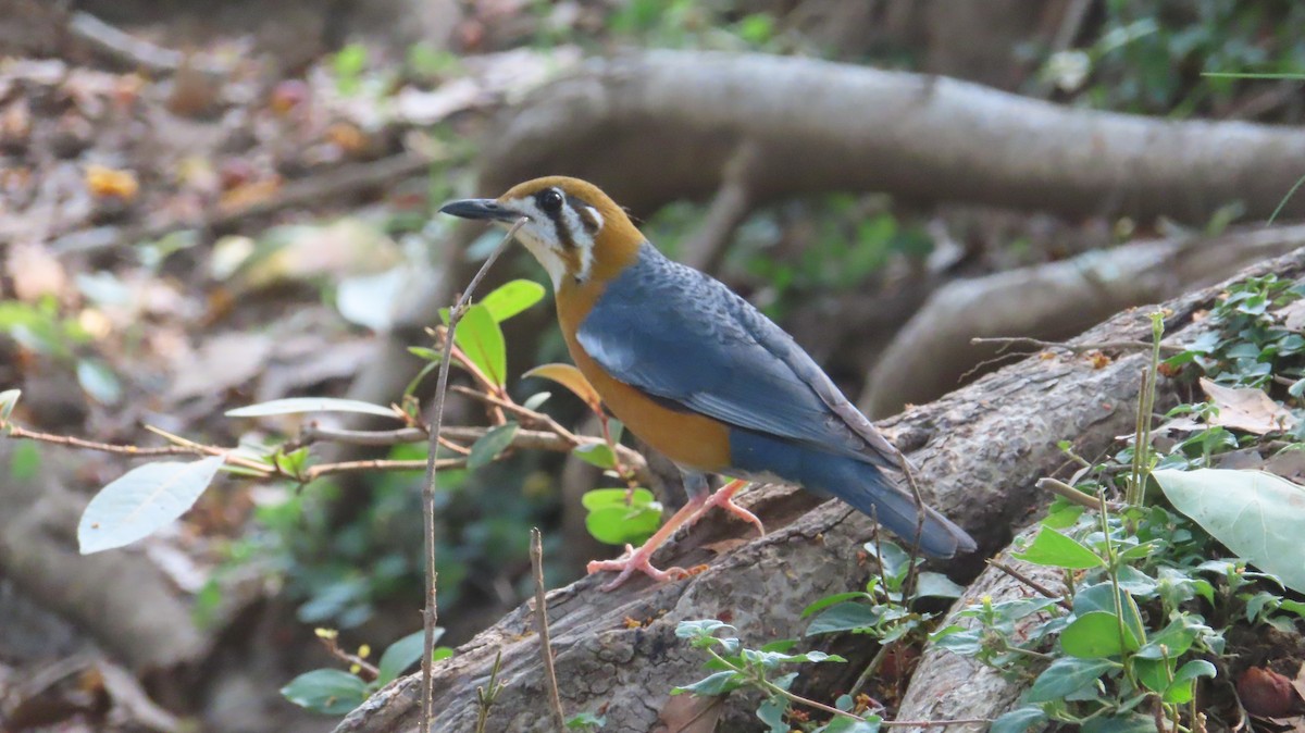 Orange-headed Thrush - Sujay Biswas