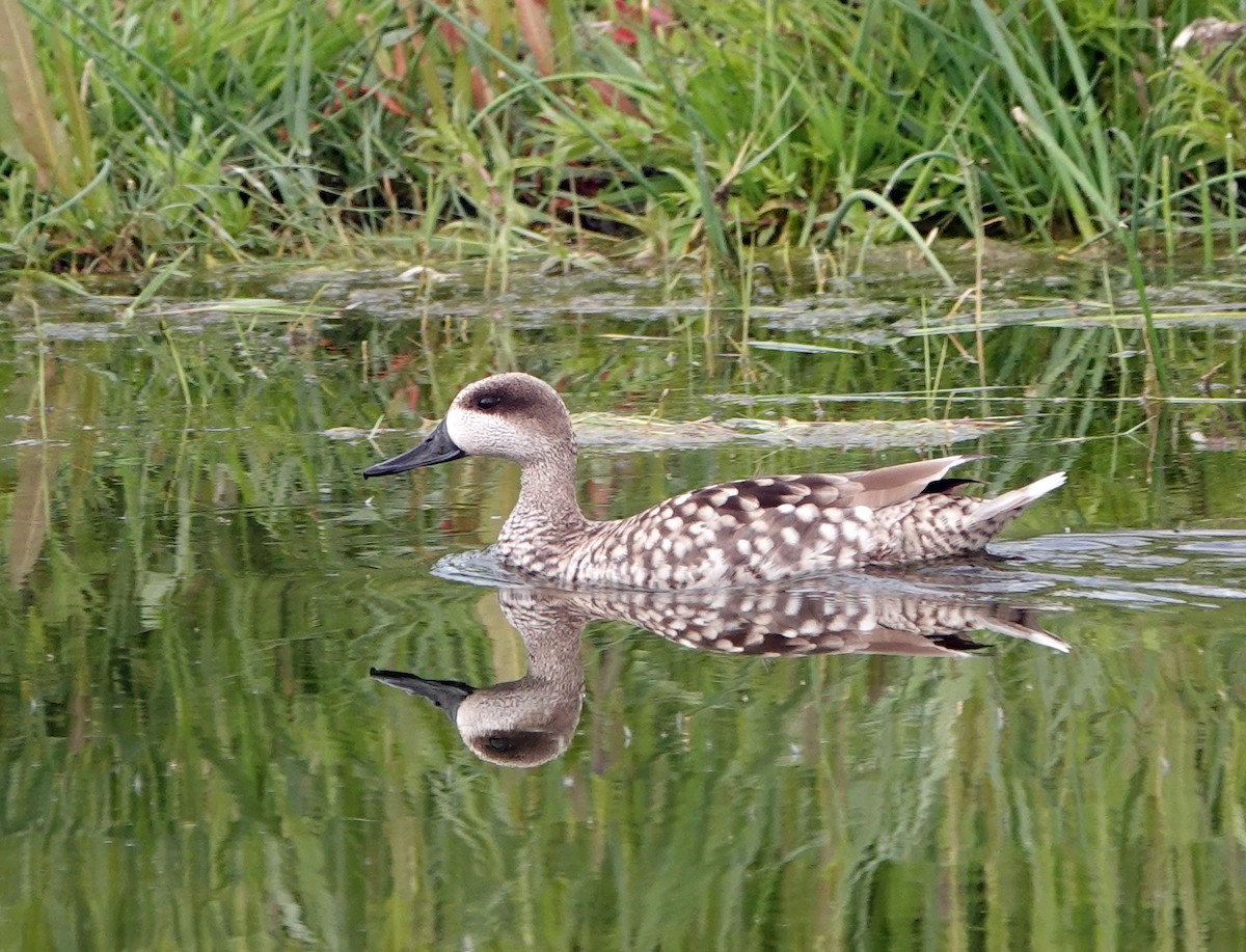 Marbled Duck - Diane Drobka