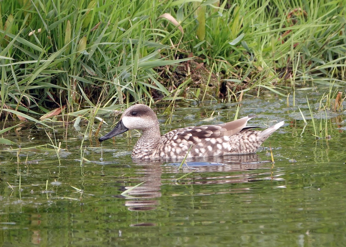 Marbled Duck - Diane Drobka