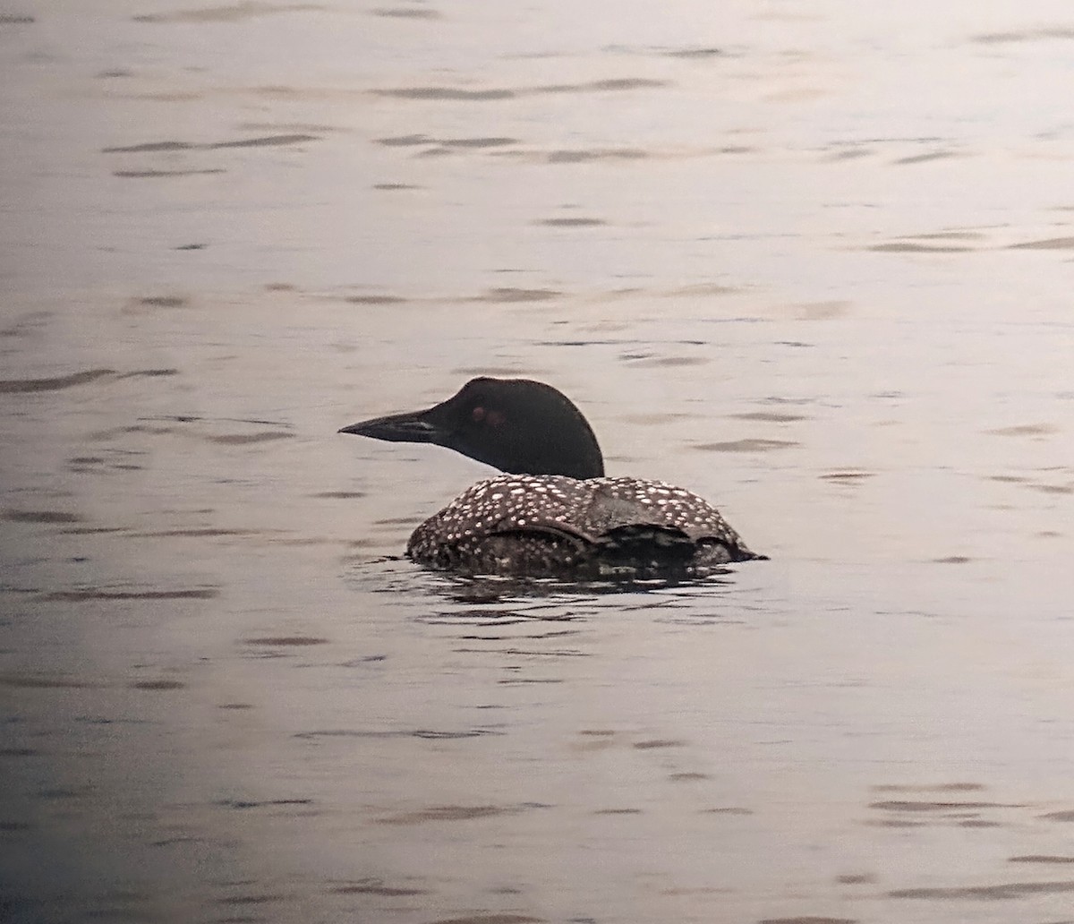 Common Loon - Lisa Maier