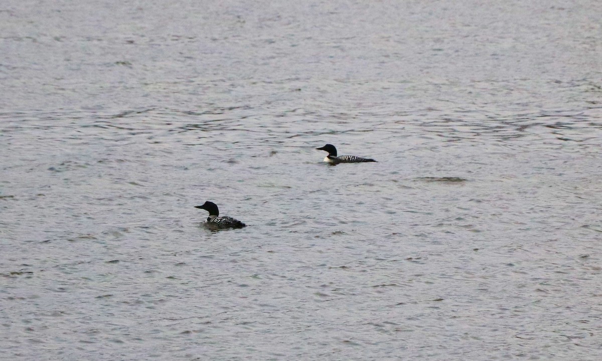 Common Loon - Lisa Maier