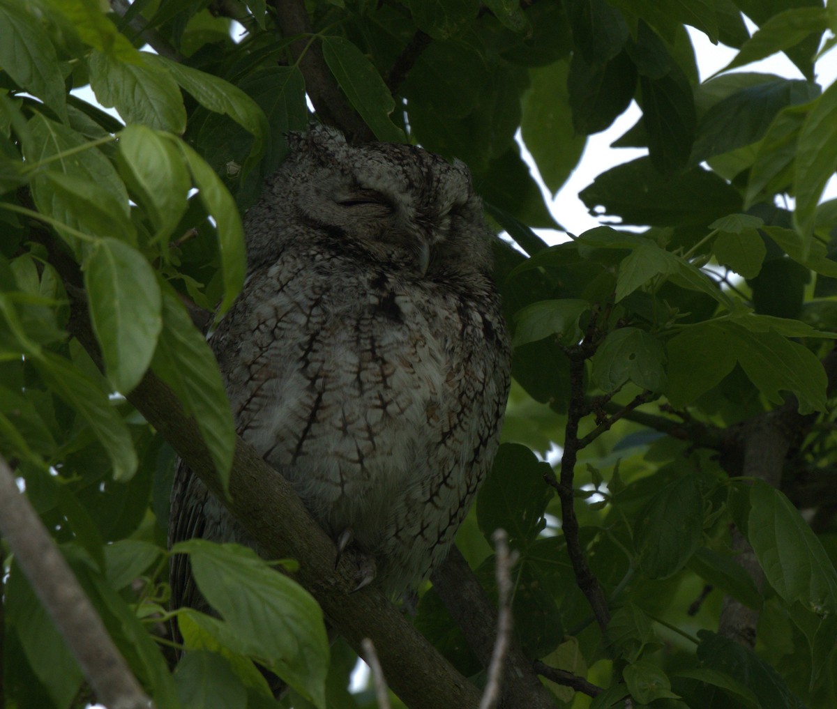 Eastern Screech-Owl - Magnus Grylle