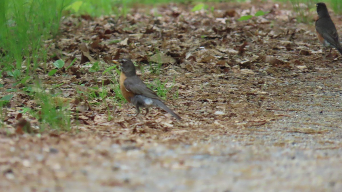 American Robin - Richard Spedding