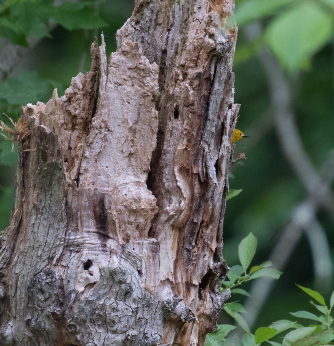 Prothonotary Warbler - ML619486804