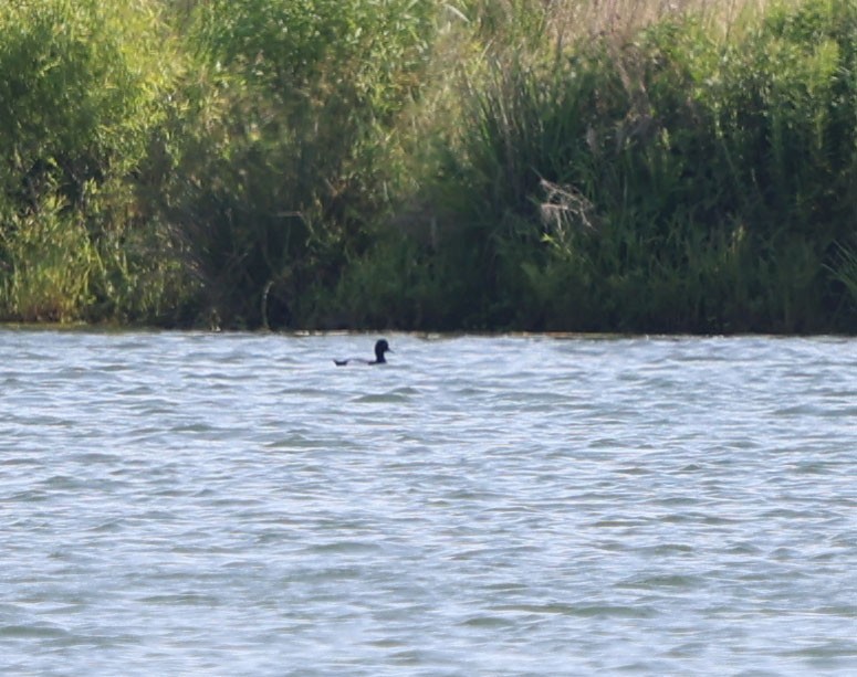 Lesser Scaup - David Gibson