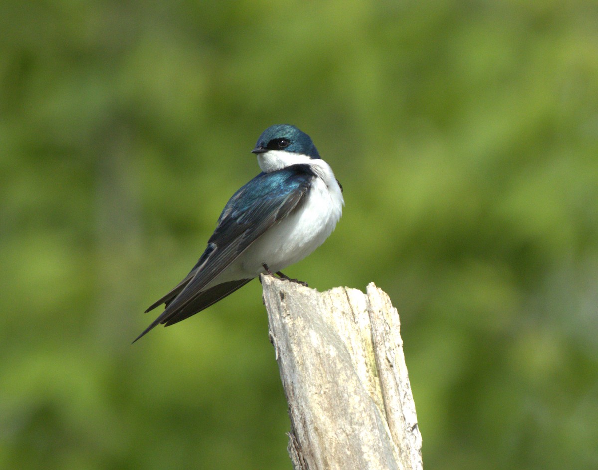 Tree Swallow - Magnus Grylle