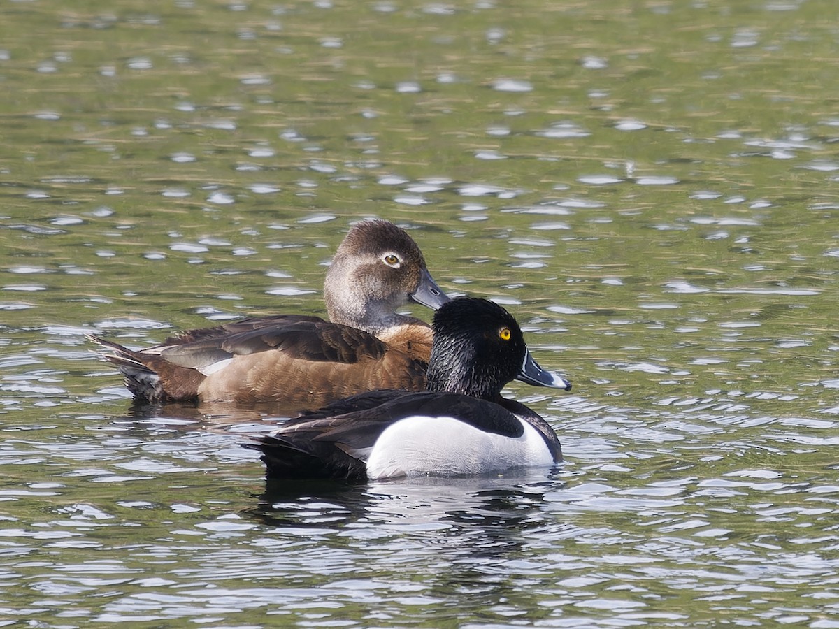 Ring-necked Duck - Edith Holden