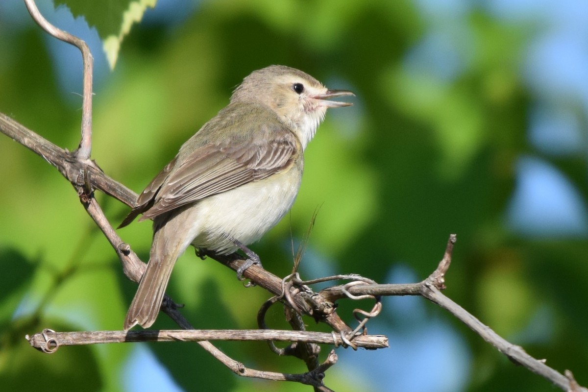 Warbling Vireo - John Wright