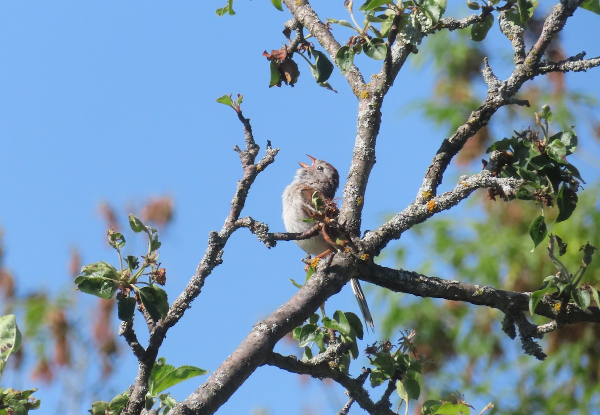 Field Sparrow - Katsu Sakuma