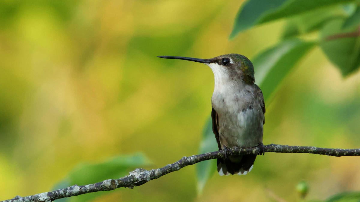 Ruby-throated Hummingbird - Gregory Gough 🦚