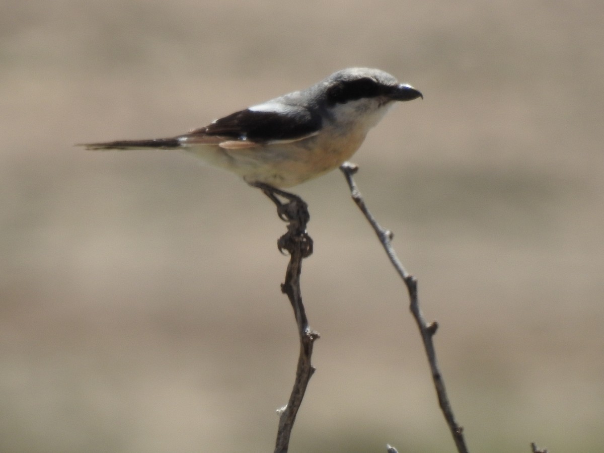 Loggerhead Shrike - Daniel Fedorowicz