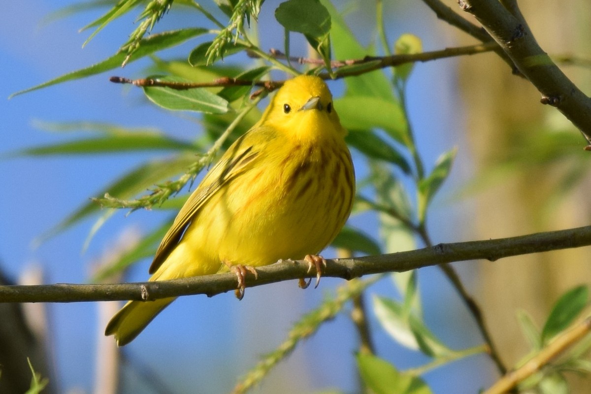 Yellow Warbler (Northern) - John Wright