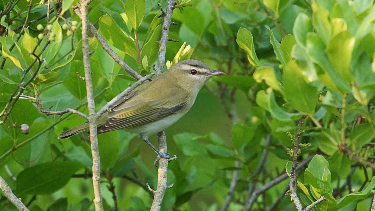Red-eyed Vireo - Gregory Gough 🦚