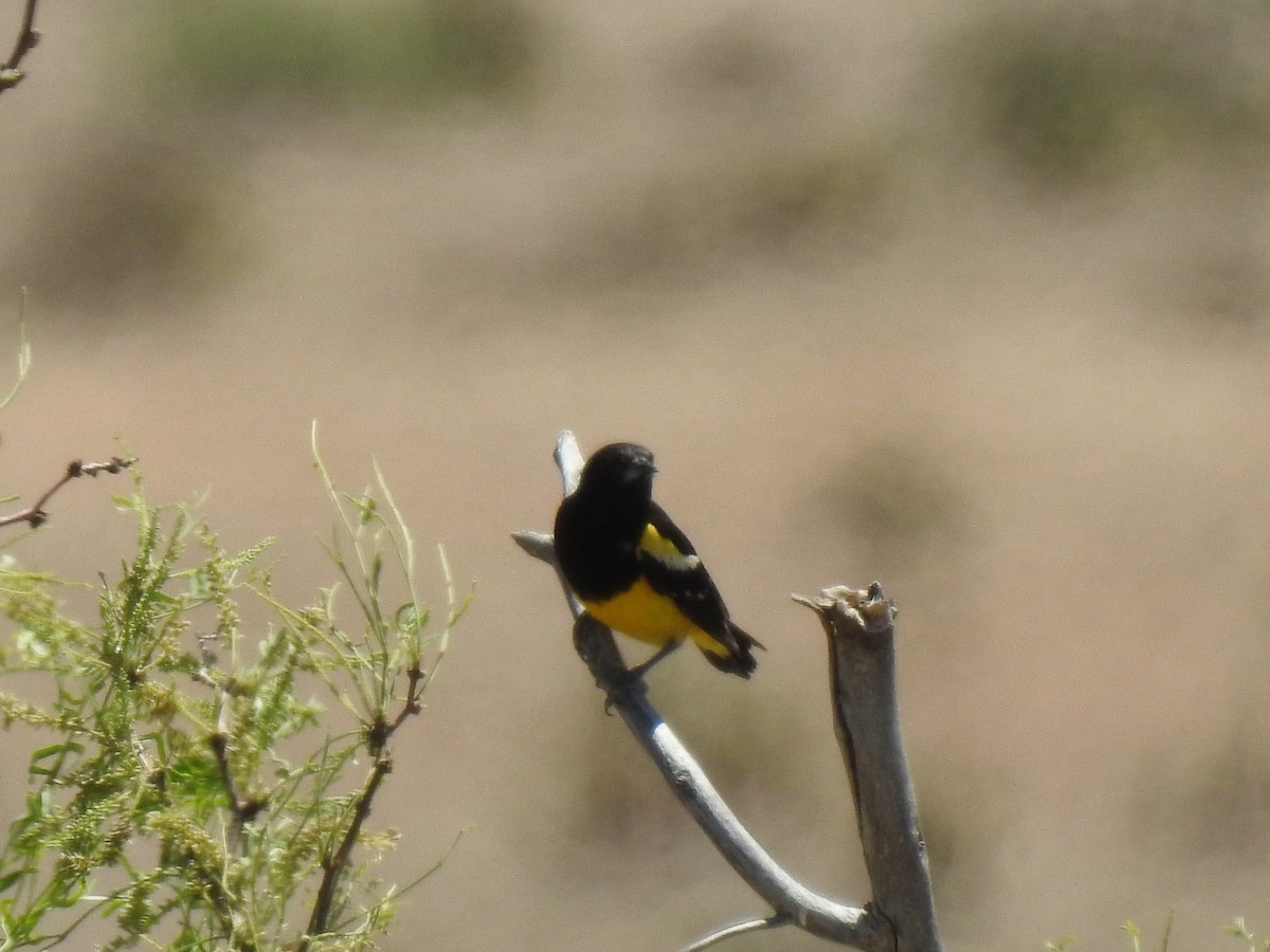 Scott's Oriole - ML619486854