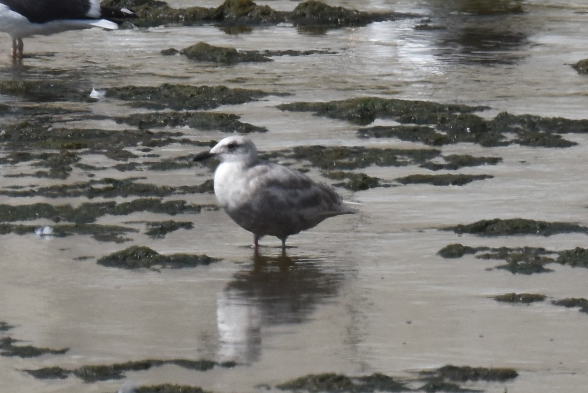 Glaucous-winged Gull - Naresh Satyan