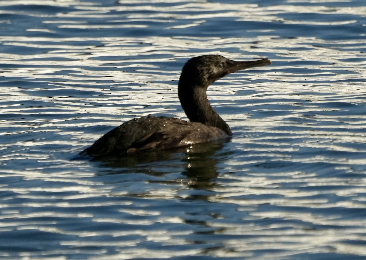 Cape Cormorant - ML619486856