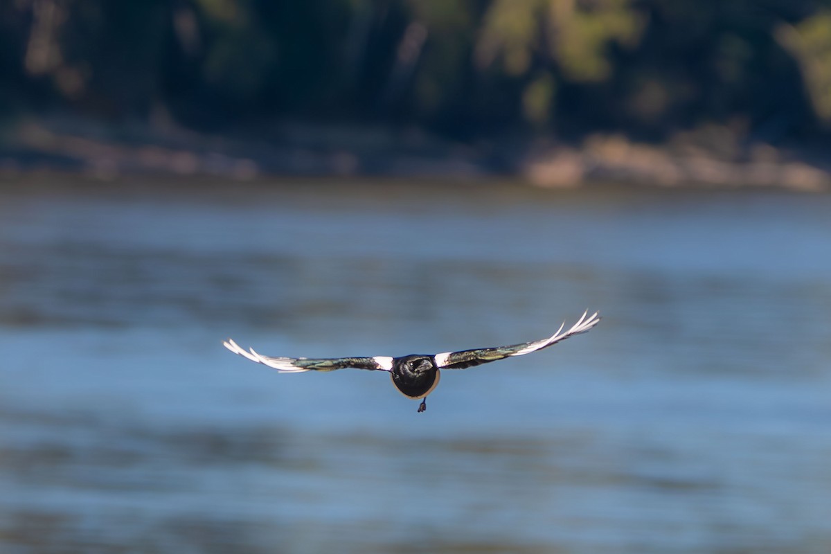 Black-billed Magpie - Anne Spiers