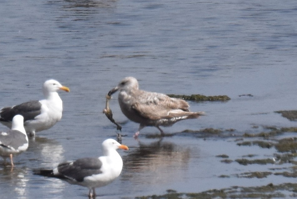 Herring Gull (American) - Naresh Satyan