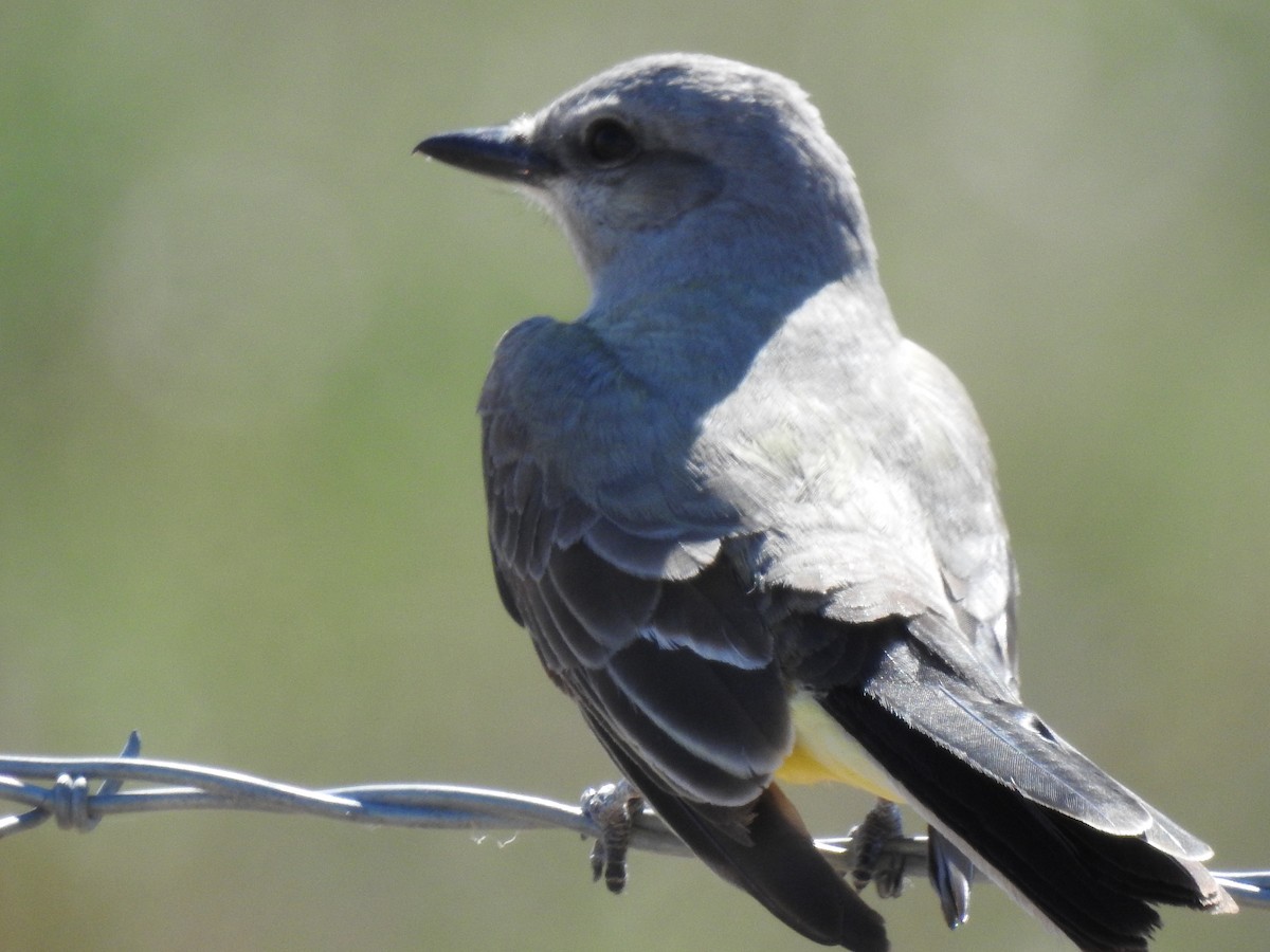 Western Kingbird - ML619486879