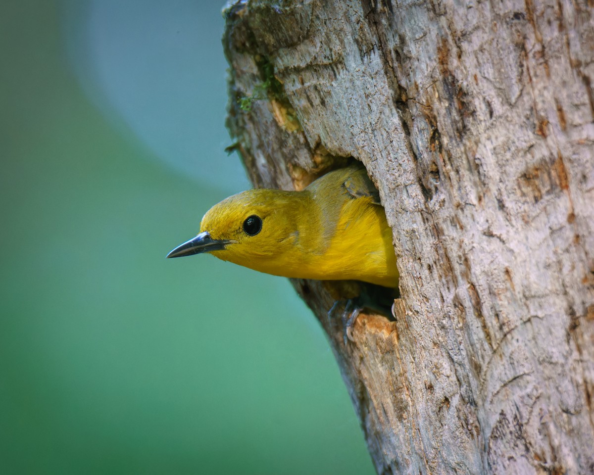 Prothonotary Warbler - Carey Sherrill