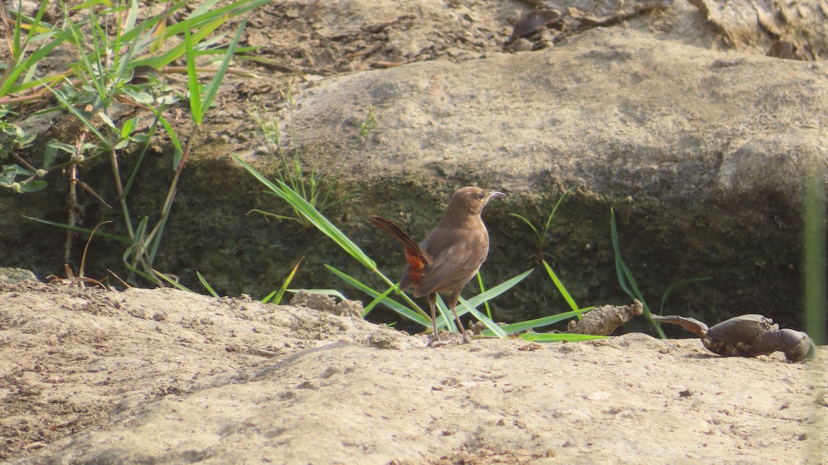 Indian Robin - Sujay Biswas