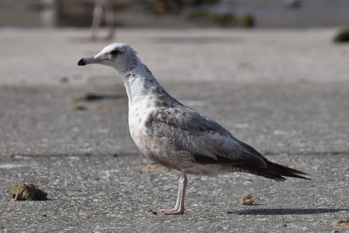 California Gull - Naresh Satyan