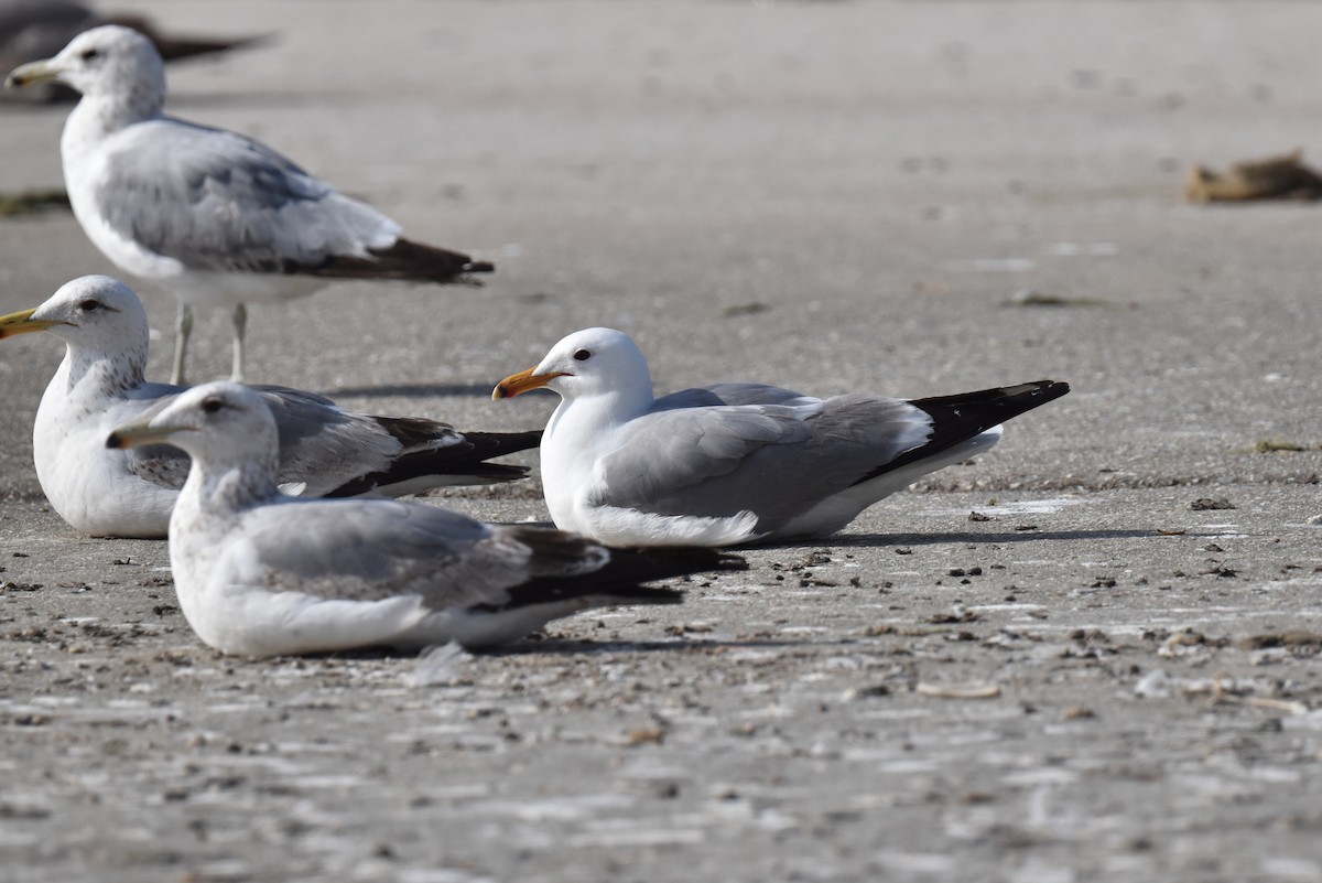 California Gull - Naresh Satyan