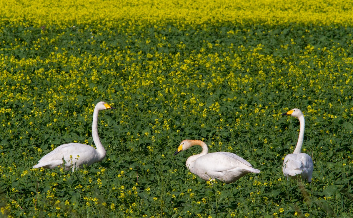 Whooper Swan - Anonymous