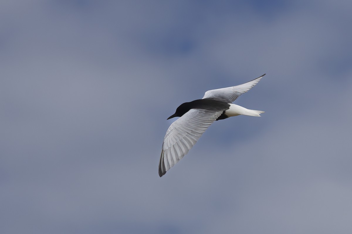 White-winged Tern - Delfin Gonzalez