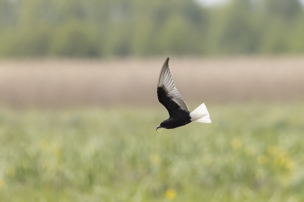 White-winged Tern - Delfin Gonzalez