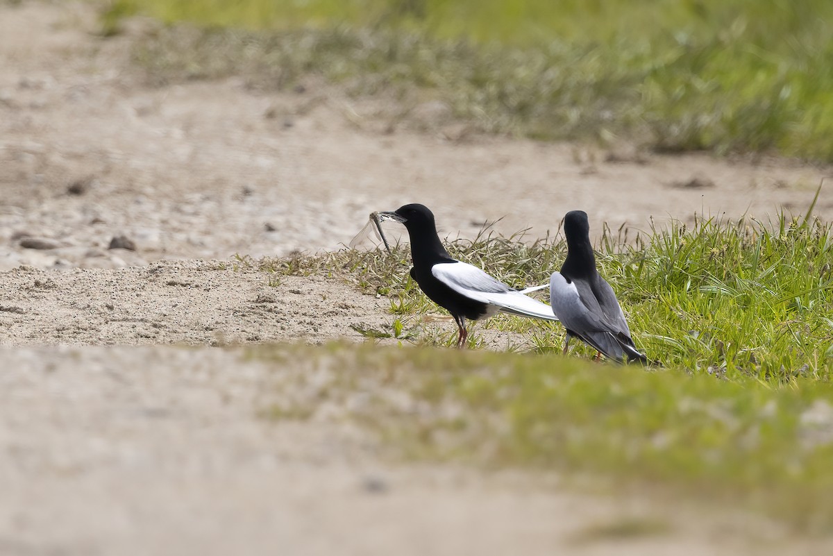 White-winged Tern - Delfin Gonzalez