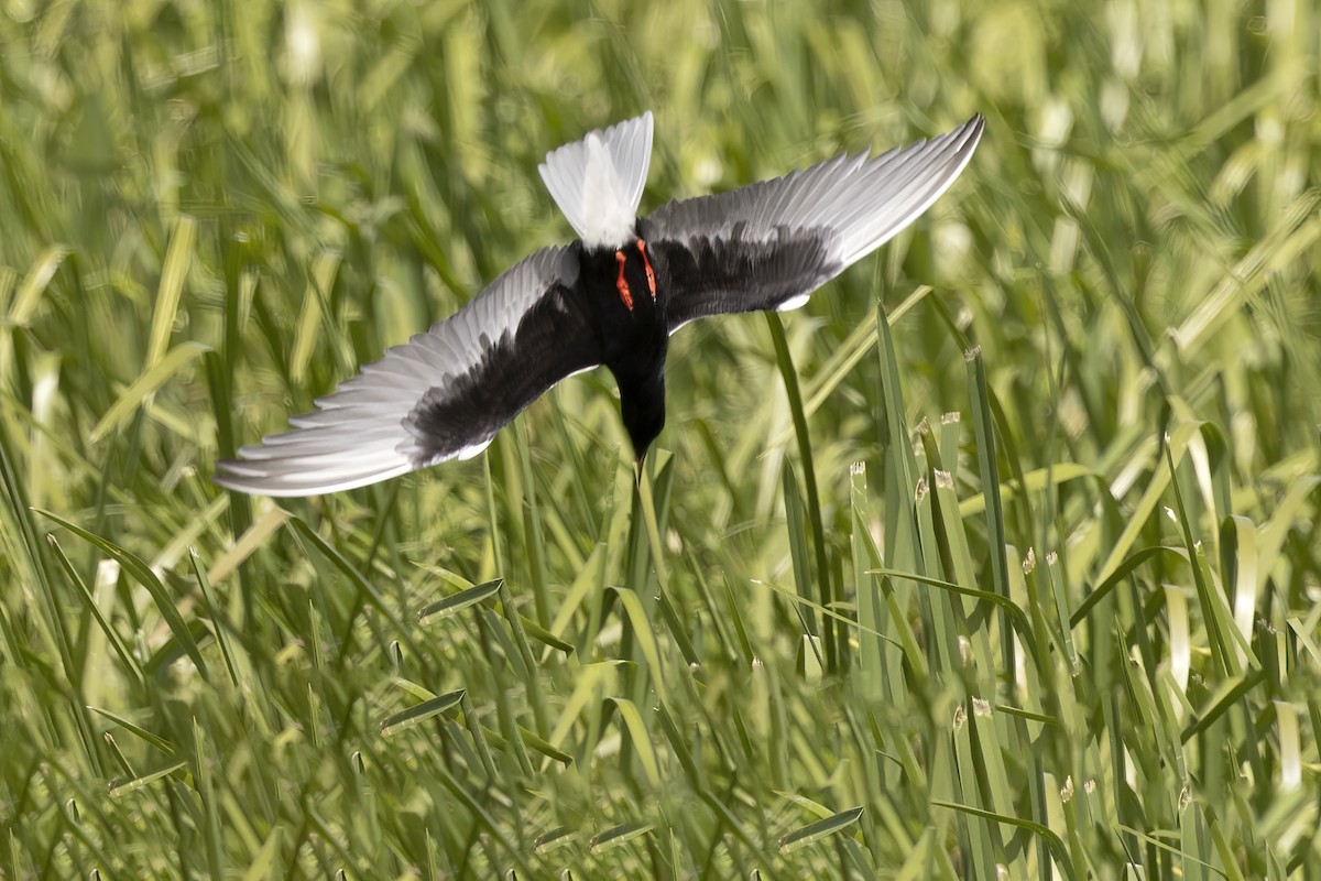 White-winged Tern - Delfin Gonzalez